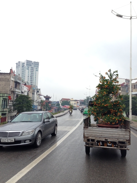 Quất, đào xuống phố ảnh 5